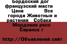 Бордоский дог ( французский масти)  › Цена ­ 50 000 - Все города Животные и растения » Собаки   . Мордовия респ.,Саранск г.